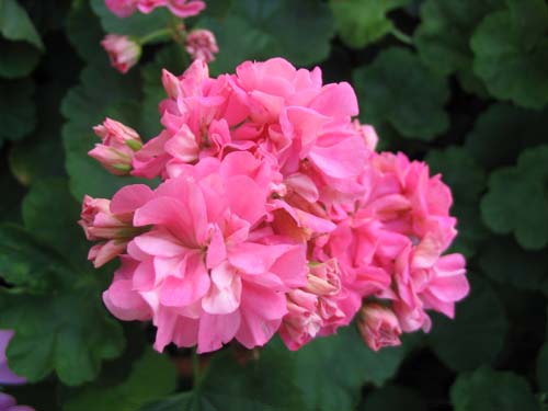 Rosette Pelargon